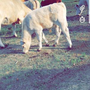 Meet your Posher, Elliott